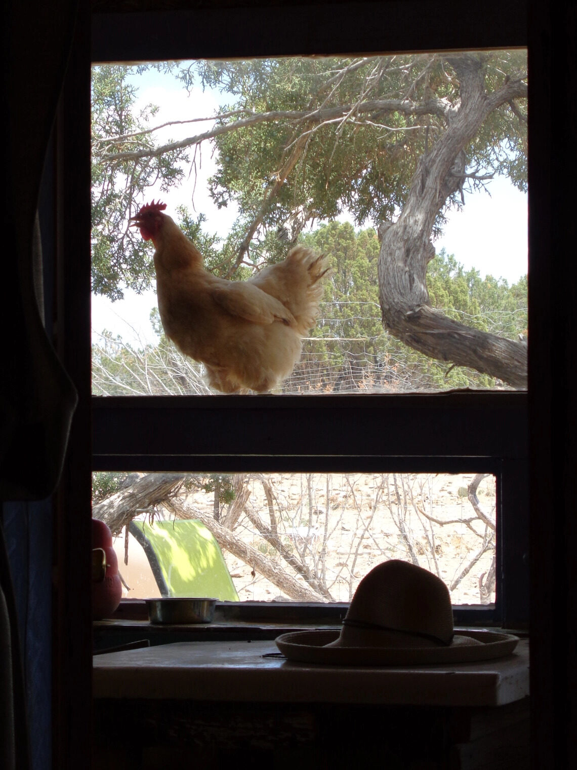 rooster